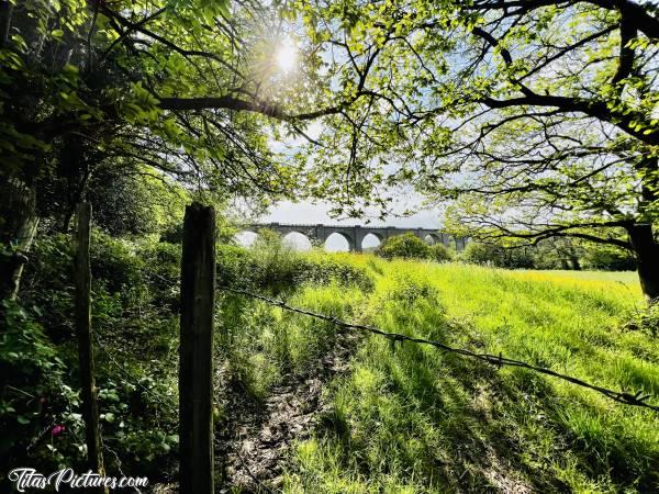 Photo Le Viaduc de Barbin : C’est la forêt vierge dans cette prairie qui borde le Viaduc de Barbin 🤭😍
Il est temps que les vaches viennent y faire un tour 😅c, Viaduc de Barbin, le Parc de la Barbinière, Saint-Laurent-sur-Sèvre