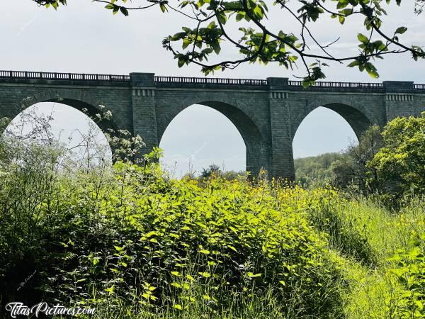 Photo Le Viaduc de Barbin : C’est la forêt vierge dans cette prairie qui borde le Viaduc de Barbin 🤭😍
Il est temps que les vaches viennent y faire un tour 😅c, Viaduc de Barbin, le Parc de la Barbinière, Saint-Laurent-sur-Sèvre