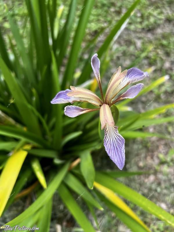 Photo Iris : Quelle belle surprise de découvrir ce plant d’iris dans mon jardin 😧
Il est arrivé tout seul de je ne sais où 🤔😅 Les fleurs sont vraiment très originales et très belles je trouve 😍🥰 
Quelqu’un connaît leur nom peut-être?c, Iris