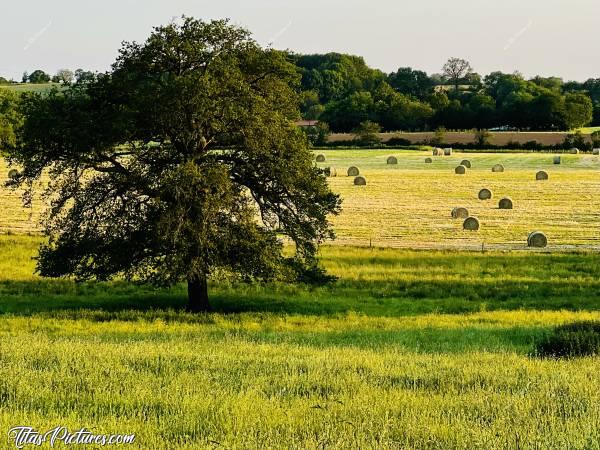 Photo Campagne Vendéenne : Beau Paysage d’été dans la Campagne vendéenne, avec des bottes de foins dans les champs 👍🏻😍c, Campagne Vendéenne, Champs, Prairie