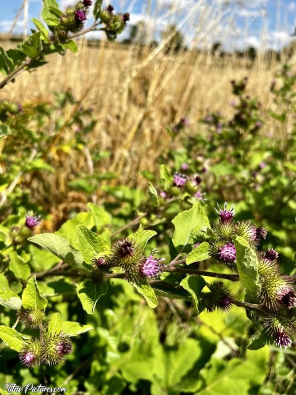 Photo Plante sauvage : Plante sauvage ou pas ? J’en ai jamais vu avant 🤭 Je l’ai découvert sur un Talus en pleine campagne. Quelqu’un connaît ? 🤔c, Plante sauvage