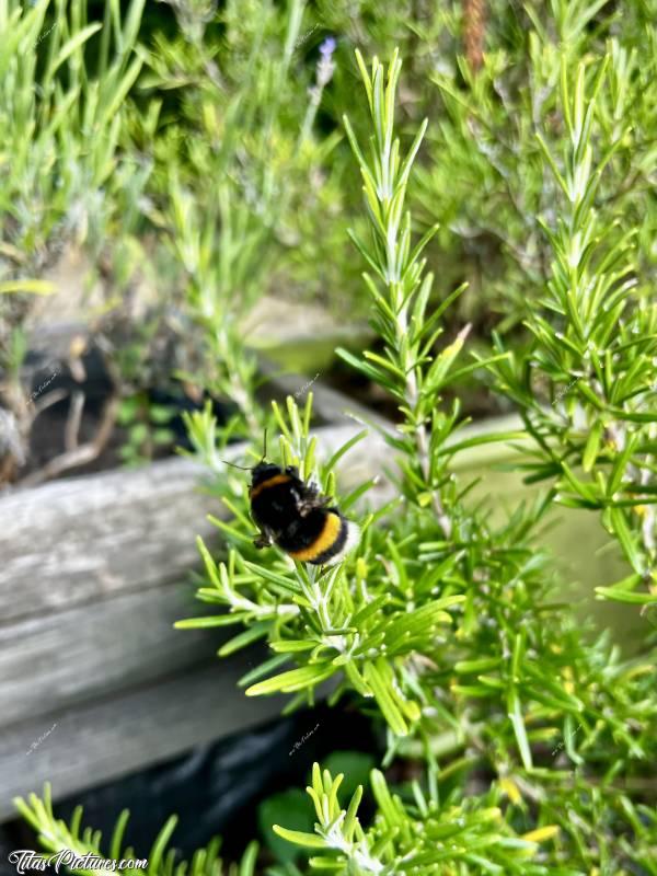 Photo Bourdon : Veux-tu arrêter de bouger pour que je puisse faire ma mise au point ?! Et bein non, rien à faire ! Il veut pas 😣😢c, Bourdon, Insecte