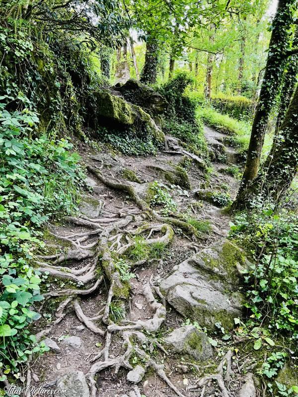 Photo Parc de la Barbinière : Autre petit passage que j’adore, au Parc de la Barbinière 👍🏻😍🥰c, Parc de la Barbinière, St-Laurent-sur-Sèvre, racines d’arbre