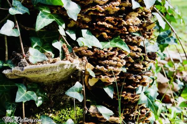 Photo Vieille Souche : Cette vieille souche est envahie de champignons et de lierre, à tel point qu’elle a complètement disparue 🤭😅😍c, Tita’s Pictures, Vieille Souche, Champignons