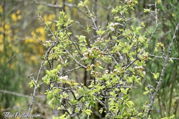 Photo Arbuste en fleurs : J’adore le printemps, quand toute la végétation bourgeonne 👍🏻😍 Je pense que ce bel arbuste en fleurs est un prunellier. Mais à confirmer 😅c, Arbuste en fleurs