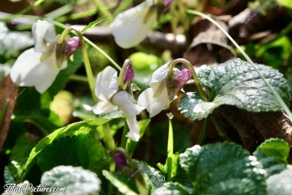 Photo Violettes odorantes : Ces jolies petites fleurs apparues sur ma pelouse, seraient semble-t-il, des violettes odorantes 🤔 Elles sont pourtant blanches et ne sentent rien 🤭🤣 Mais elles sont trop mignonnes je trouve 👍🏻😍c, Violettes odorantes