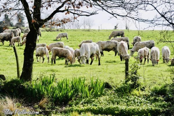 Photo Vaches Charolaises : Mes voisines les vaches sont de sortie pour la 1ère fois de l’année, en ce début de Printemps. J’adore ce moment où je retrouve pleins d’animations, sans bouger de chez moi 🤭🤗😍c, Vaches blanches, Charolaises