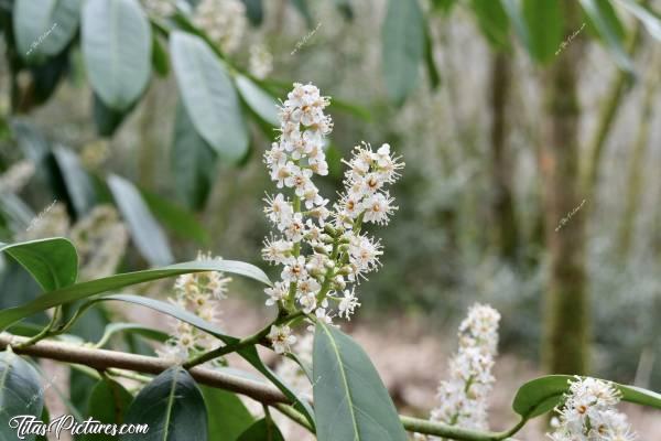 Photo Fleurs de Laurier : Les vieux Laurier abandonnés devenus aussi grand que des arbres, sont en fleurs dans le Parc de la Barbinière. Cette photo date du Printemps. Depuis, les petites fleurs sont devenues de beaux fruits noirs / brunâtre de la taille et la forme d’olives.c, Fleurs de Laurier