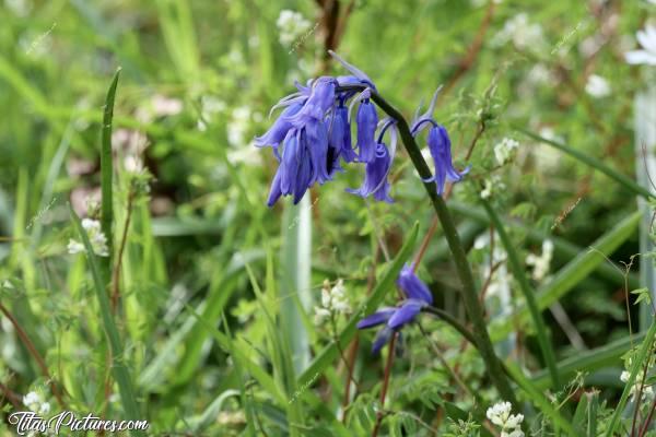 Photo Jacinthe des Bois : Ma fleur sauvage préférée : la Jacinthe des Bois ou aussi appelée Clochettes Bleues ou Clochettes Violettes. J’adore ces petites fleurs qui égayent les sous-bois en début de printemps, juste avant que les premières feuilles apparaissent.c, Tita’s Pictures, Jacinthe des Bois, Clochettes, fleur sauvage