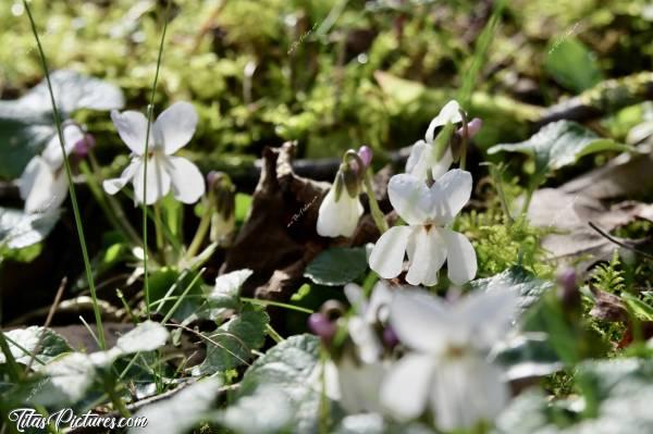 Photo Violettes odorantes : Ces jolies petites fleurs apparues sur ma pelouse, seraient semble-t-il, des violettes odorantes 🤔 Elles sont pourtant blanches et ne sentent rien 🤭🤣 Mais elles sont trop mignonnes je trouve 👍🏻😍c, Violettes odorantes