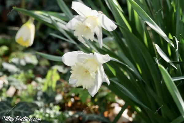 Photo Narcisse Blanc : J’ai oublié de sortir cette photo du Printemps, de mes beaux Narcisses blancs. Mieux vaut tard que jamais 🤭😅c, Narcisse Blanc, fleurs blanches
