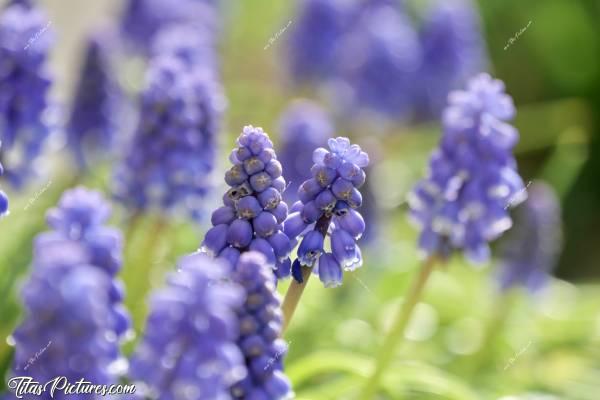 Photo Le Muscari : Qu’est-ce que j’adore ces grappes de petites clochettes violettes 👍🏻😍 On les appelle Muscari ou aussi Jacinthe à grappes. Ça se multiplie très facilement, même dans le gravier 😅c, Muscari, fleurs bleu-violettes