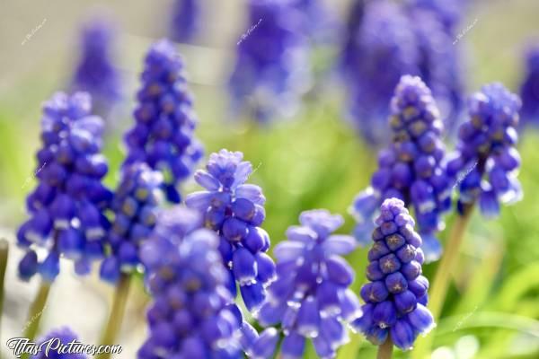 Photo Le Muscari : Qu’est-ce que j’adore ces grappes de petites clochettes violettes 👍🏻😍 On les appelle Muscari ou aussi Jacinthe à grappes. Ça se multiplie très facilement, même dans le gravier 😅c, Muscari, fleurs bleu-violettes