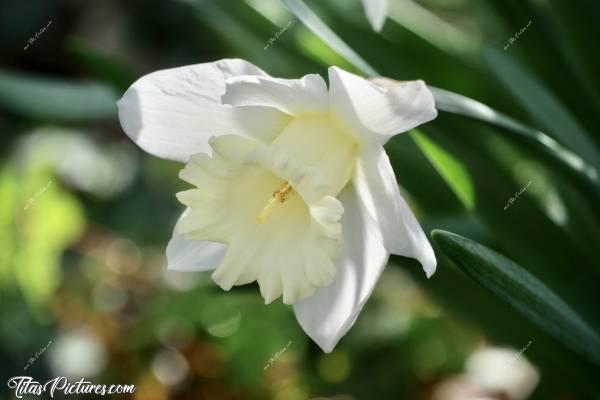 Photo Narcisse Blanc : Le Printemps arrive 🥳😍 Chaque année, j’adore ce moment où mes beaux Narcisses blancs sortent enfin 😍🥰c, Narcisse Blanc, fleurs blanches