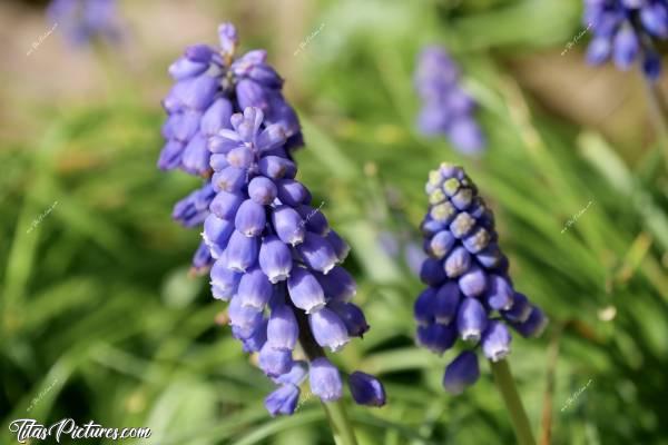 Photo Le Muscari : Qu’est-ce que j’adore ces grappes de petites clochettes violettes 👍🏻😍 On les appelle Muscari ou aussi Jacinthe à grappes. Ça se multiplie très facilement, même dans le gravier 😅c, Muscari, fleurs bleu-violettes