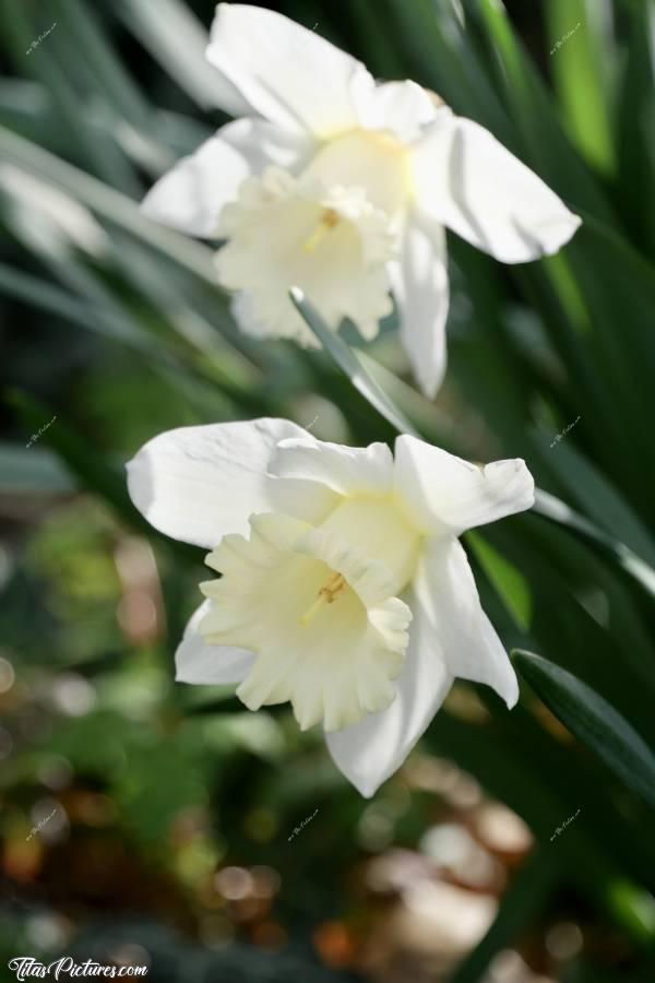 Photo Narcisses Blancs : Le Printemps arrive 🥳😍 Chaque année, j’adore ce moment où mes beaux Narcisses blancs sortent enfin 😍🥰c, Narcisse Blanc, fleurs blanches