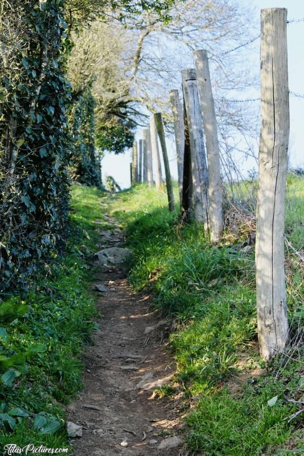 Photo Chemin de randonnée : J’aime beaucoup ce chemin de randonnée étroit, le long des barbelés 👍🏻😍🥰 Il y en a pleins de ce genre dans le nord-est de la Vendée.c, Chemin de randonnée, campagne vendéenne