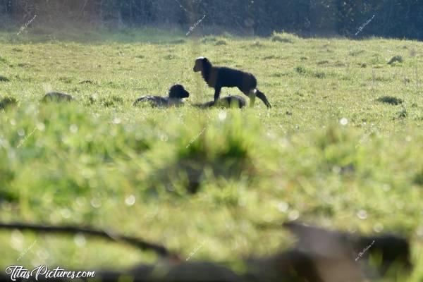 Photo Agneaux noirs : Oh que c’est dure la vie de Mouton 🥱😴😅 Trop mignon à s’étirer 😍🥰 Dommage par contre qu’ils ne soient pas plus près ces petits 😢c, Agneaux noirs