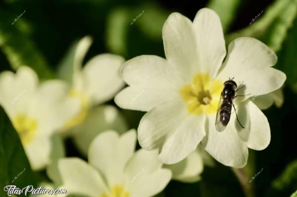 Photo Primevères : Retour sur une photo de Printemps que j’adore 🤗😍 J’étais en train de faire ma mise au point sur cette fleur de Primevère au 1er plan, quand une petite mouche s’est posée dessus 😧 J’ai juste eu le temps de caler ma mise au point dessus, prendre le cliché et Pouff 💨 Elle était déjà partie 😅😍c, Primevères, fleurs sauvages jaunes