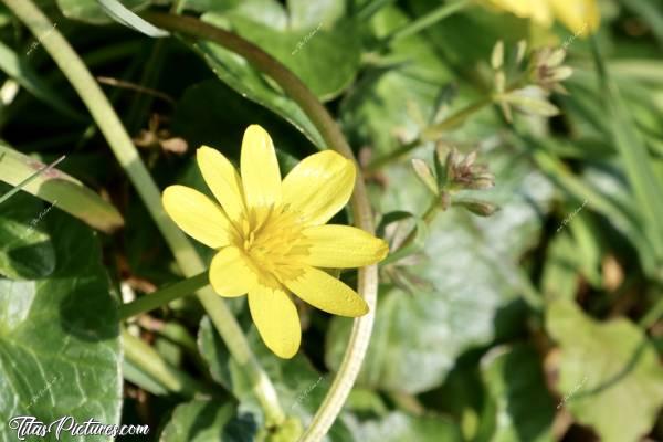 Photo Ficaire fausse renoncule : La ficaire fausse renoncule aime les sous-bois qu'elle couvre dès le mois de mars. De grandes surfaces sont couvertes par ces fleurs jaunes aimant les sols humides. Ces plantes vivaces fleurissent jusqu'au mois de mai.c, Ficaire fausse renoncule, fleur jaune sauvage