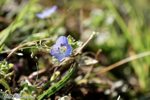 Photo Véronique de Perse : Une petite fleur bleue sauvage que j’aime beaucoup 🥰 On peut trouver la Véronique de Perse (Veronica persica) dans des prairies sèches et sur les talus exposés au soleil. C'est une fleur presque invisible tellement elle est petite.c, Véronique de Perse, Petite fleur bleue sauvage