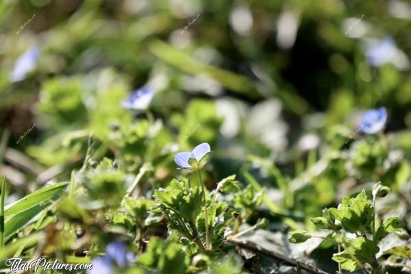 Photo Véronique de Perse : Une petite fleur bleue sauvage que j’aime beaucoup 🥰 On peut trouver la Véronique de Perse (Veronica persica) dans des prairies sèches et sur les talus exposés au soleil. C'est une fleur presque invisible tellement elle est petite.c, Véronique de Perse, Petite fleur bleue sauvage
