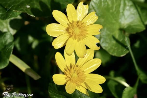 Photo Ficaire fausse renoncule : La ficaire fausse renoncule aime les sous-bois qu'elle couvre dès le mois de mars. De grandes surfaces sont couvertes par ces fleurs jaunes aimant les sols humides. Ces plantes vivaces fleurissent jusqu'au mois de mai.c, Ficaire fausse renoncule, fleur jaune sauvage