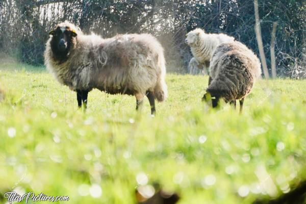 Photo Moutons : Oops, je suis repérée 🤭😅
Hello 👋🏼 T’es trop mignon toi 😍🥰
Mais tu fais un peu peur quand même 😅🤭 Quelle est donc ta race? 🤔c, Moutons
