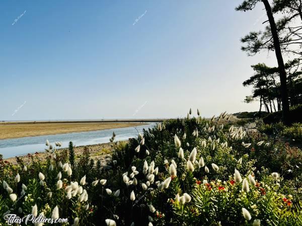 Photo Plage du Veillon : La Plage du Veillon, côté rivière. J’adore ces plantes de bord de mer, que j’appelle « Pompons » depuis que je suis petite 🤭🥰 Très jolies aussi ces petites boules rouges-orangées 😍 Je n’en avais jamais vu 🤔c, Plage du Veillon, Talmont-Saint-Hilaire