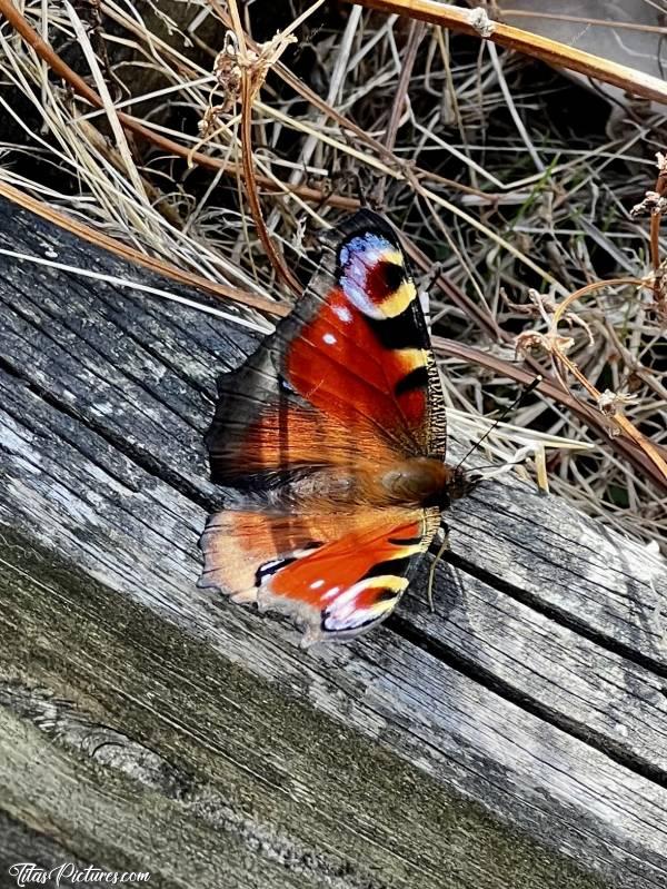 Photo Paon du jour 🦋 : Quel magnifique papillon que ce Paon du jour, qui est entré dans ma maison 😍🥰 J’ai heureusement réussi à le faire sortir facilement. Et ensuite, il est resté tout un moment avec moi, sur ma terrasse 😍🥰c, Papillon, Paon du jour