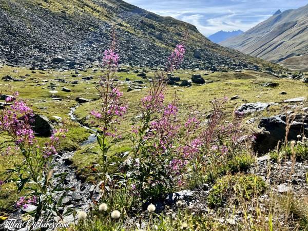 Photo Le Col du Petit Saint Bernard : Très jolies ces fleurs sauvages roses, légèrement fuschia, qui ressortent bien sur le vert de ces pâturages 👍🏻😍 Il s’agit d’Épilobes apparemment, d’après mes recherches.c, Col du Petit Saint Bernard, Montagnes, Rivière, Épilobe