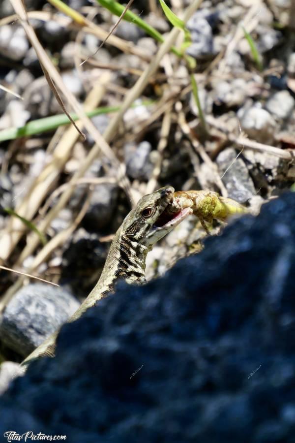 Photo Lézard 🦎 : Tellement qu’il y avait de sauterelles dans les Alpes, j’ai pu assister à la capture de l’une d’entre elle par un Lézard 👍🏻😍c, Vallée de Chamonix, les Alpes, Lézard