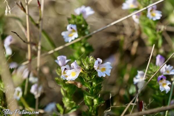 Photo Euphraise de Rostkov : Quelles belles petites fleurs sauvages 👍🏻😍 Je les ai découvertes lors d’une belle randonnée dans la vallée de Chamonix. Un grand merci à Teresa Kaufman, une guide de Chamonix.c, Vallée de Chamonix, les Alpes, Euphraise de Rostkov