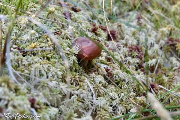 Photo Champignon : Quel mignon petit champignon, au milieu d’une Tourbière, dans la Vallée de Chamonix. Je ne sais pas ce que c’est.. Peut-être un jeune Cèpe.. 🧐 Des connaisseurs ?c, Vallée de Chamonix, les Alpes, Tourbière, Champignon