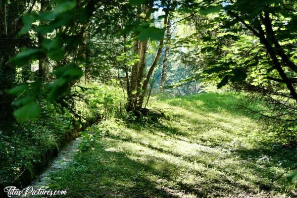 Photo Vallée de Chamonix : Jeu d’ombres et de lumières dans ce sous-bois de la vallée de Chamonix. Le sillon que l’on voit sur la gauche, permet d’évacuer l’eau lors de fortes précipitations, ou pendant la fonte de la neige.c, Vallée de Chamonix, les Alpes