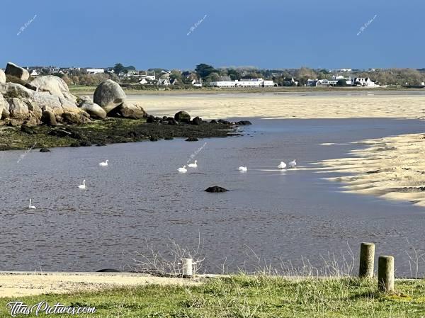 Photo La Baie du Kernic : Regroupement de signes avant la migration d’hiver, à la Baie du Kernic. 
Il a tellement plu les jours précédents, que la rivière est marron foncé. Ça fait un joli contraste avec le sable blanc 👍🏻😍c, Baie du Kernic, Porsguen, Port