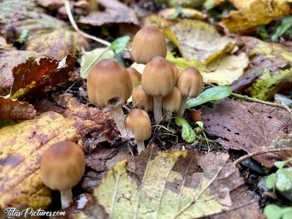 Photo Coprinellus micaceus : Il pleut tellement depuis quelques semaines déjà, que c’est l’invasion des champignons sur ma pelouse 🤭😅 Ils sont trop mignons je trouve 😍🥰c, Coprinellus micaceus, Champignons