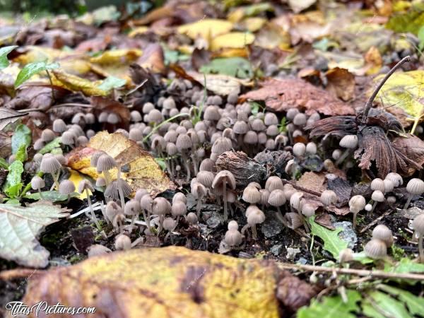 Photo Coprinellus disseminatus : Il pleut tellement depuis quelques semaines déjà, que c’est l’invasion des champignons sur ma pelouse 🤭😅 Ils sont trop mignons je trouve 😍🥰c, Coprinellus disseminatus, Champignons