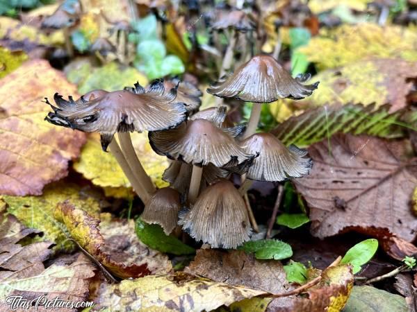 Photo Coprinellus micaceus : Voici des Coprinellus micaceus qui sont en décomposition. C’est marrant comment ça n’a plus rien à voir avec leur premier jour 🤭😅c, Coprinellus micaceus, Champignons