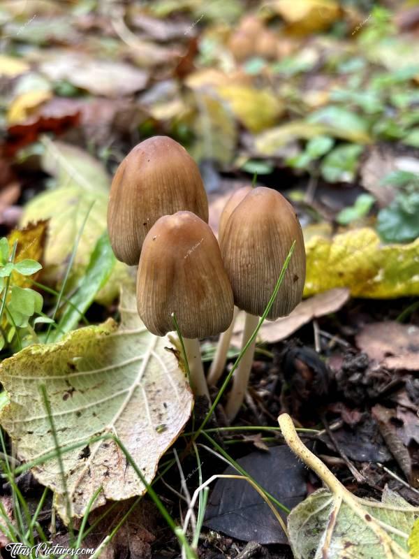 Photo Coprinellus micaceus : Il pleut tellement depuis quelques semaines déjà, que c’est l’invasion des champignons sur ma pelouse 🤭😅 Ils sont trop mignons je trouve 😍🥰c, Coprinellus micaceus, Champignons