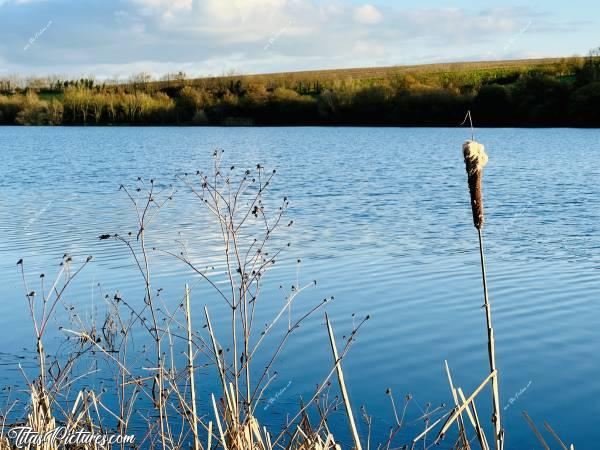 Photo Lac de la Vouraie : Dernier Roseau encore présent dans cette zone du Lac de la Vouraie. Cette plante est aussi appelée massette à larges feuilles. Celle-ci est une fleur femelle en train de libérer ses semences.c, Lac de la Vouraie, Saint-Hilaire-le-Vouhis, Retenue de la Sillonnière, Coucher du Soleil, Roseau