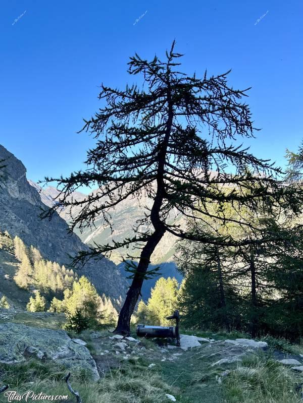 Photo Gran Paradiso : J’aime beaucoup cette photo de ce mélèze en ombre chinoise, avec cette belle fontaine à son pied. Je l’ai souvent mise en fond d’écran sur mon smartphone 🥰😍c, Tita’s Pictures, Italie, Vallée d’Aoste, Gran Paradiso