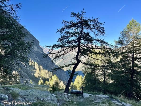 Photo Gran Paradiso : Je ne sais pas pourquoi, mais j’aime beaucoup cet arbre en ombre chinoise, avec sa belle fontaine en bois à son pied 😍🥰c, Tita’s Pictures, Italie, Vallée d’Aoste, Gran Paradiso