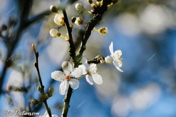 Photo Fleurs de Prunus : J’adore ces petites fleurs blanches de Prunus. Quand elles apparaissent, elles annoncent le printemps qui arrive et redonnent de la gaieté aux campagnes qui étaient bien tristes durant l’hiver 🤗😍c, Fleurs de Prunus, fleurs blanches