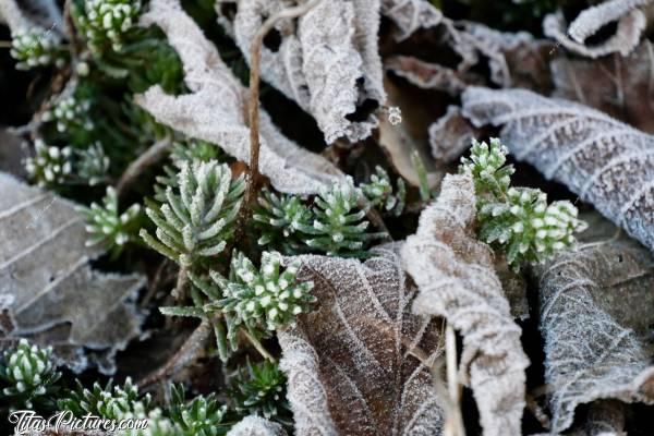 Photo Feuilles givrées 🥶 : Feuilles mortes givrées, un matin dans mon jardin. J’aime bien l’effet que ça donne 😍🥰 
Je ne connais pas le nom de cette petite plante verte tapissante. Quelqu’un sait ce que c’est ? Ça donne des petits fleurs jaunes au bout d’une longue tige verticale.c, Tita’s Pictures, Feuilles mortes, plante sauvage