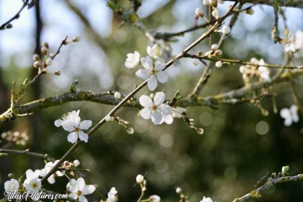 Photo Fleurs de Prunus : J’adore ces petites fleurs blanches de Prunus. Quand elles apparaissent, elles annoncent le printemps qui arrive et redonnent de la gaieté aux campagnes qui étaient bien tristes durant l’hiver 🤗😍c, Fleurs de Prunus, fleurs blanches