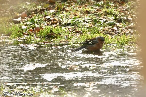 Photo Pinson des arbres : Lors d’une fuite d’eau dans mon lieu dit, je me suis retrouvée avec un ruisseau au milieu de ma cour 🤭😅 Résultat , j’ai pu observer plein d’oiseaux venir y faire leur toilette 👍🏻😍 Ici, on peut voir un Pinson des arbres. C’est la première fois que j’en voyais un d’aussi près. Je croyais d’ailleurs que c’était un moineau au départ 🤭😅c, Pinson des arbres