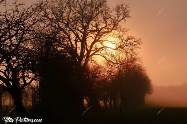 Photo Brouillard givrant 🥶 : Soleil couchant avec un brouillard givrant, sur la campagne vendéenne. Ça donne une ambiance d’Afrique je trouve 🤭😍🥰c, Tita’s Pictures, coucher de soleil, arbres, campagne vendéenne