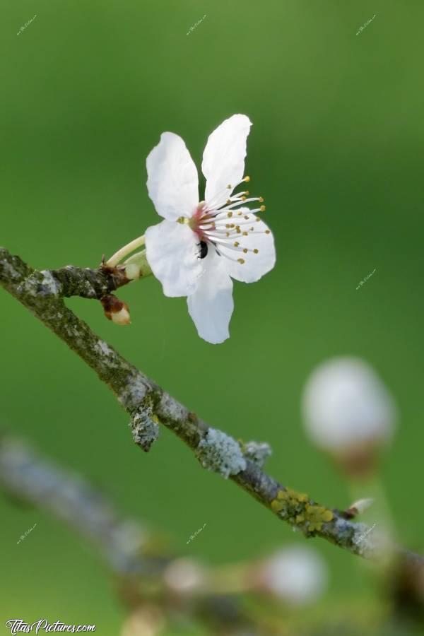 Photo Fleurs de Prunus : Un petit insecte se balade sur une belle fleur de Prunus 👍🏻😍c, Fleurs de Prunus, fleurs blanches