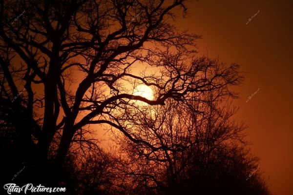Photo Coucher de Soleil : Beau coucher de soleil sur les branches tortueuses d’un bel arbre, en campagne vendéenne.c, Coucher de Soleil, arbre, branches
